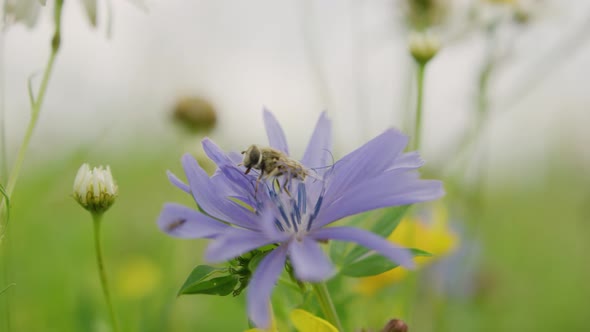 Diligent bumble bee pollinate blue cornflower in lush green meadow - slow motion alt