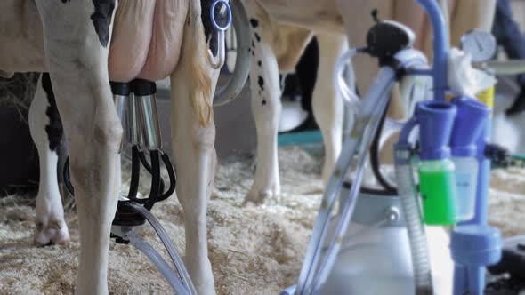 Portable Milking Suction Machine with Teat Cupt During Work with Cow Close Up