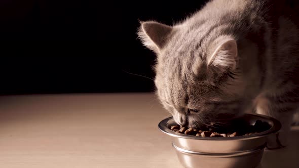 The Kitten Eats Cat Food alt