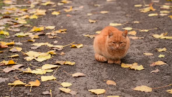 Beautiful Ginger Cat on the Street Against the Background of Autumn Foliage