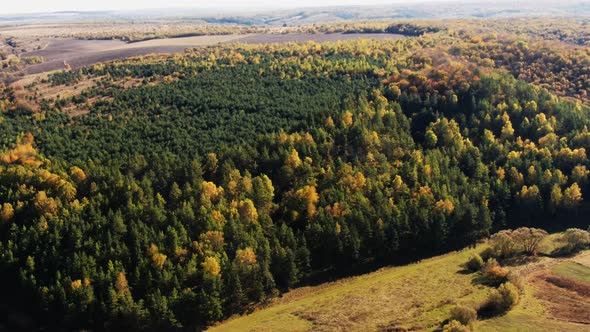 Drone Flight Over Fall Forest