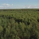 Top View of Field and Green Pine Forest Landscape - VideoHive Item for Sale