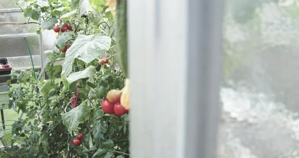 Glass greenhouse with bushes of tomatoes and cucumbers. Slow Motion Pan. alt
