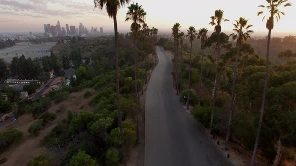 Aerial Drone Elysian Park Palm Trees Los Angeles Sunset 2 alt