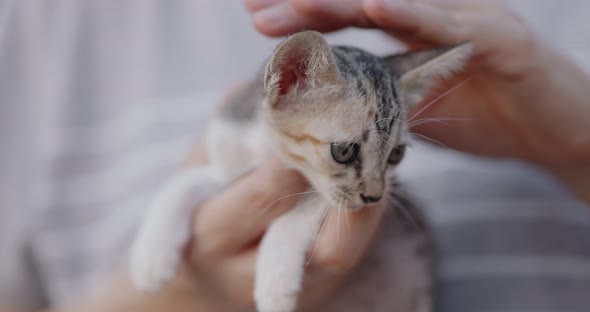 Slow motion shot close up adorable domestic kitten hugged on woman hand. alt