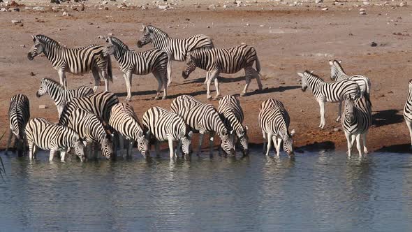 Plains Zebras Drinking Water - Etosha alt