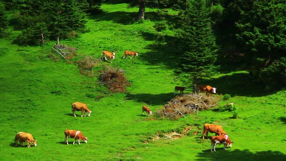 Herd of Brown Cows Grazing Grass on the Mountains