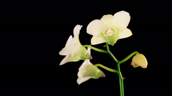 Blooming White Orchid Dendrobium Flower alt