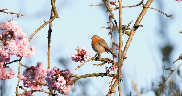Robin Redbreast Small Song Bird In Spring Cherry Blossom Tree