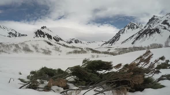 Evergreen Pinus Pumila on Background of Snow-capped Mountains and Clouds Drifting Across Sky