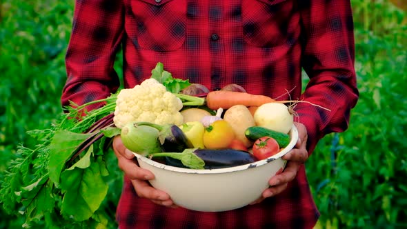 A Man Farmer with a Harvest of Vegetables in His Hands alt