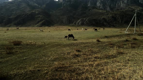 Horses Against the Backdrop of Mountainous Terrain alt