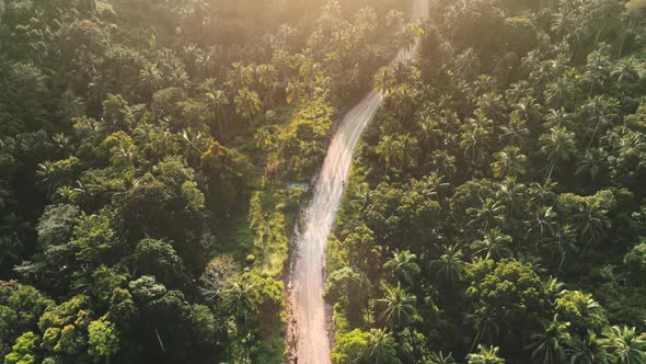 Tropical Sunset Jungle Road Top Down View alt