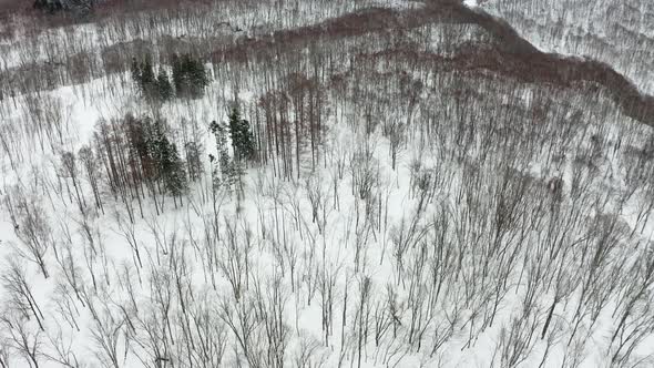 The beautiful winter in Niseko alt