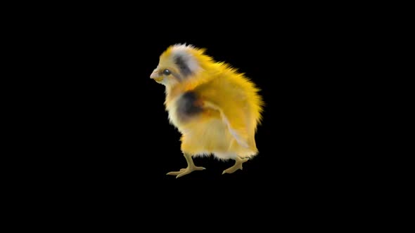 15 Baby Chicks Dancing HD alt