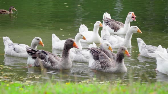 Geese at the Summer Pond