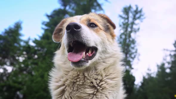 Unique high angle medium shot of a white Himalayan dog in natural setting alt