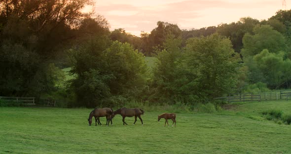 Farm Horses 03