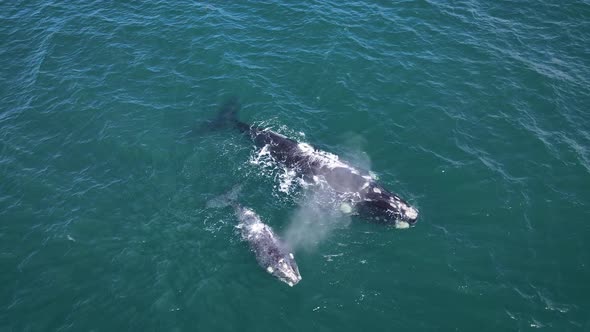 Southern Right whales floating, mom and brindled calf, exhales explosively, aerial alt