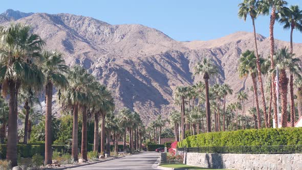 Palm Trees and Mountains Palm Springs California Desert Valley Oasis Flora USA alt