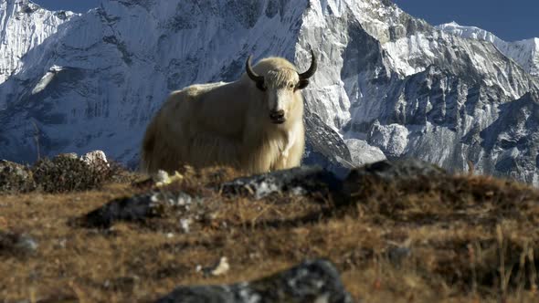 White Yak and Snowy Mountain Background. Nepal alt