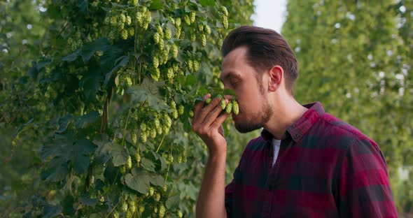 Closeup of a Man Inspecting and Smelling Fresh Hop Cones Used in Making Beer alt