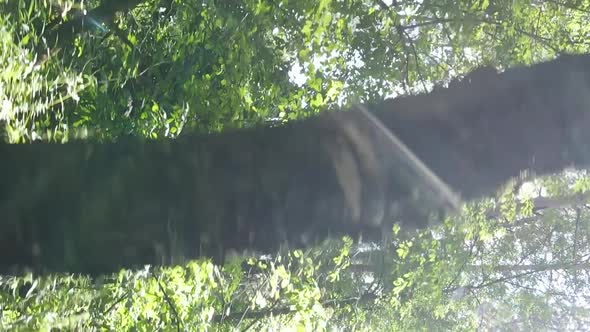 Vertical Video of Green Forest By Day alt