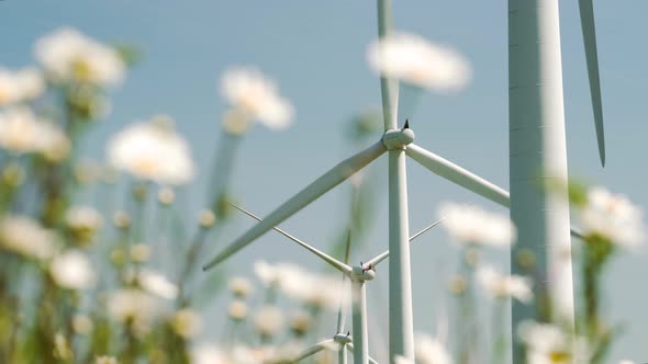 Wind turbines with wild daises in a meadow