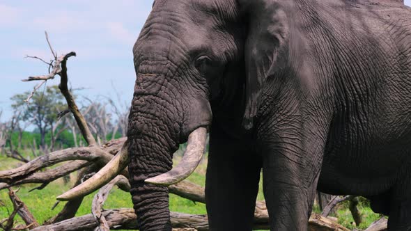 Side View Of African Elephant Standing Near Old Fallen Tree In Khwai, Botswana. - Closeup Shot alt
