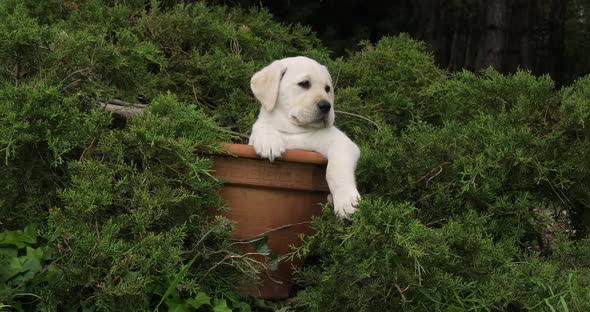 Yellow Labrador Retriever, Puppy Playing in a Flowerpot, Normandy, Slow Motion 4K alt