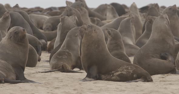 Crowded Fur Seal Colony