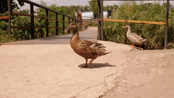 Closeup of a Duck Walking Around the Farm alt
