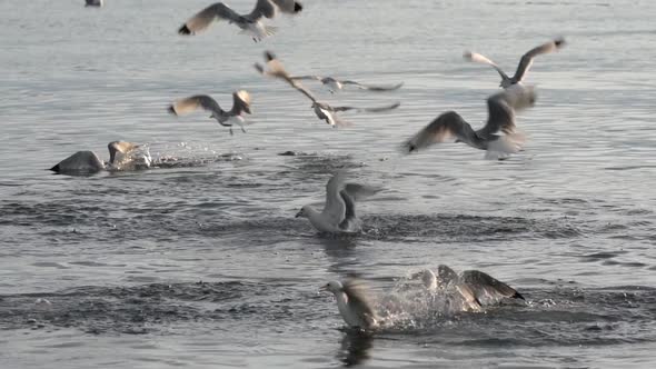 Flock of Pacific Gull Birds Fly and Dive into Water, Catch Sea Fish in Ocean