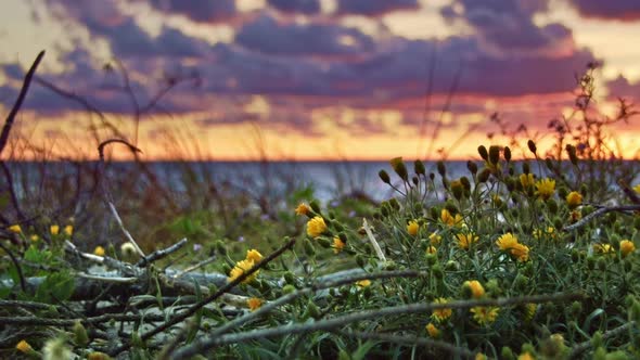 Flowers and Sea Sunset