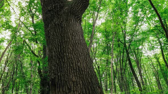 summer forest trees. nature green wood sunlight backgrounds.