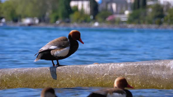 Duck Stands on the Breakwater at Blue Lake Geneva. Switzerland, Montreux Embankment alt