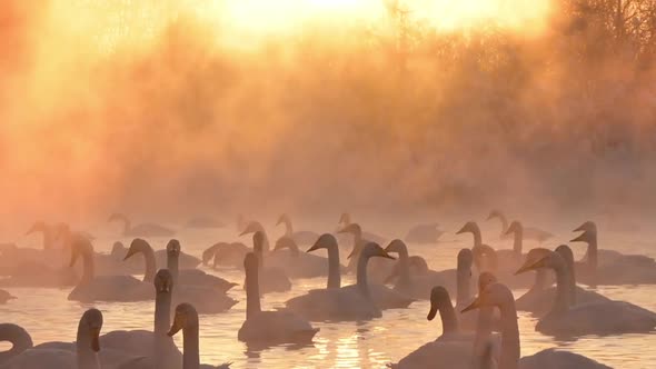 Many Swans Swimming in Steaming Lake on a Sunset