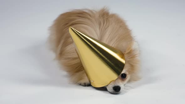 A Dwarf Spitz Lies with a Golden Festive Cap on His Head in the Studio on a Gray Background alt