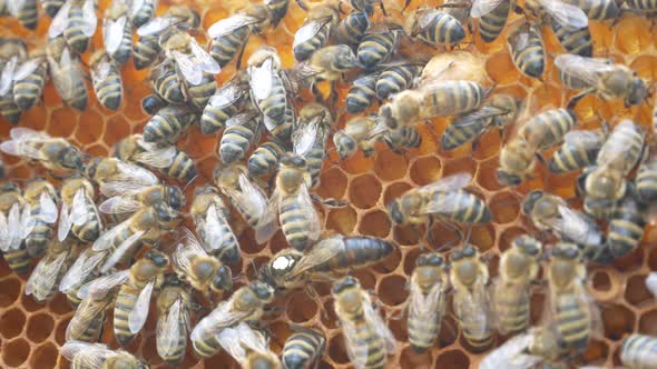 A Lot of Bees Crawl on Honey Wax Honeycombs