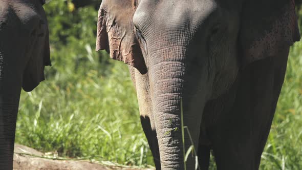 Asian Elephant in Jungle Sanctuary Partial View