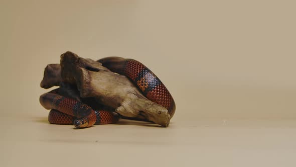 Sinaloan Milk Snake Lampropeltis Triangulum Sinaloae Twisted Around Wooden Branch in Studio on a alt