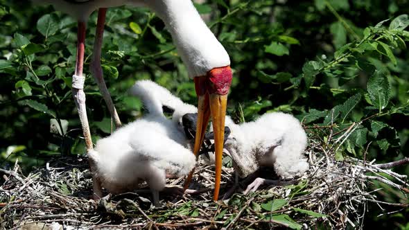 White stork (mycteria cinerea) feeding chicks. Bird's nest. Family mycteria cinerea in the nest. 