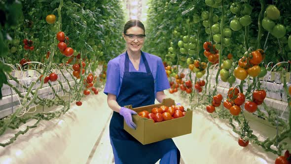 Female Gardener Smiles While Holding a Box with Tomatoes,  Agriculture Industry, Farmer in a alt