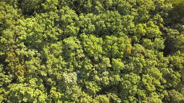 Top down aerial view of green summer forest with many fresh trees. alt