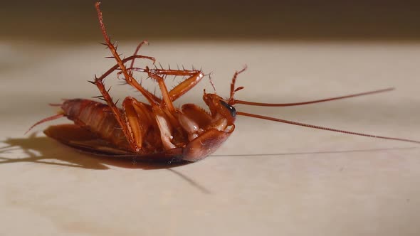 Cockroach lying upside down on floor in house and trying to get up on and stand close up, House cock alt