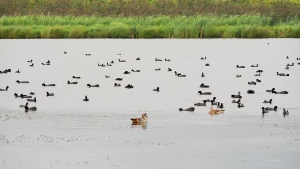 Eurasian Coot and Egyptian geese birds on the lake alt