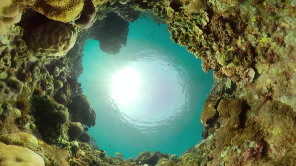 Coral Reef and Tropical Fish alt