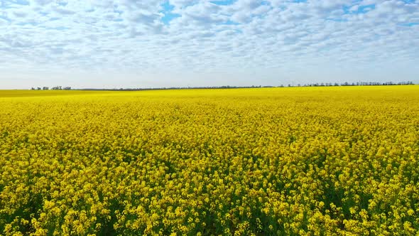 Aerial Drone Footage of Field of Yellow Rape Against the Blue Sky alt