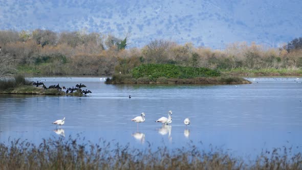 Flamingos with cormorants in the background  alt