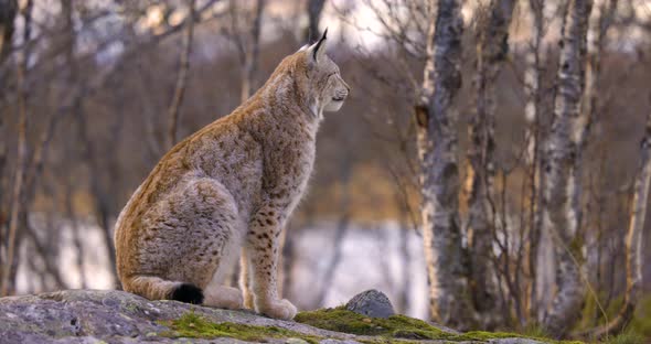 Alert Eurasian Lynx Sitting on a Rock in Forest Looking for Prey alt